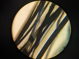 Microscopic View of Dog Hair Strands with Fine Details