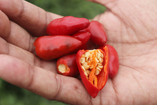 Green and Red Chili,pepper, Hot pepper, Hybrid Hot Pepper Chali Pakistan