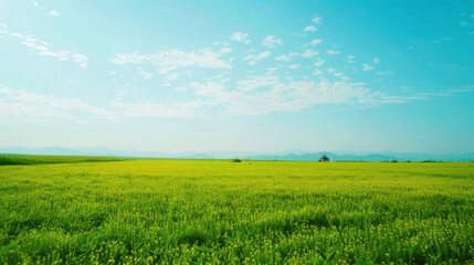 Fototapeta premium A vast, fresh prairie with crops under a clear blue sky and white clouds, showcasing an expansive and serene rural landscape