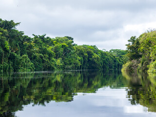 Fototapeta premium Amazonia