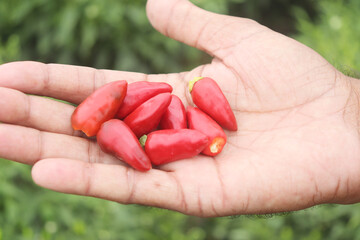 Green and Red Chili,pepper, Hot pepper, Hybrid Hot Pepper Chali Pakistan