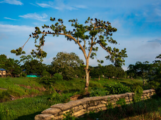 Amazonia