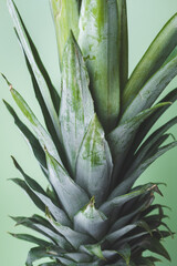 Fototapeta premium Des feuilles du fruit de l'ananas