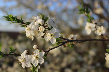 Branch with white flowers and green leaves in the foreground and a building in the background with blue sky