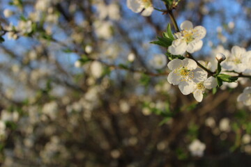 Obraz premium Tree with white flowers and green leaves in the sunlight of the day against the blue sky