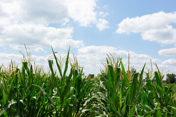 Green corn stalks below blue sky with clouds