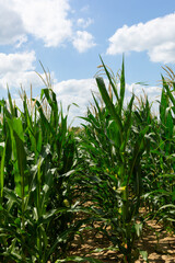 corn stalks under blue sky and clouds