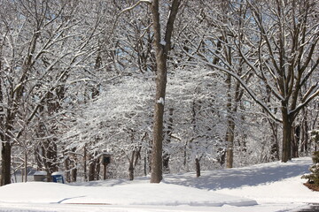 snow covered trees