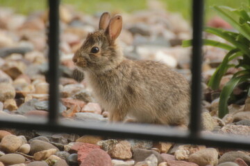 Bunny Rabbit | Baby Jack Rabbit