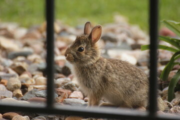 Bunny Rabbit | Baby Jack Rabbit