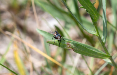 A Bristle Fly (Family Tachinidae) Perched on a Blade of Grass in Wyoming