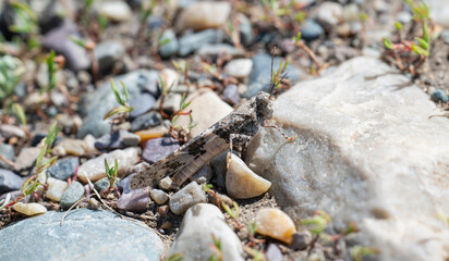 Pallid Winged Grasshopper (Trimerotropis pallidipennis) Resting on Rocks in Wyoming © RachelKolokoffHopper