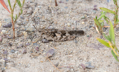 A Pronotal Range Grasshopper (Cratypedes neglectus) in Wyoming Sand