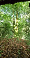 Fototapeta premium tree in the forest