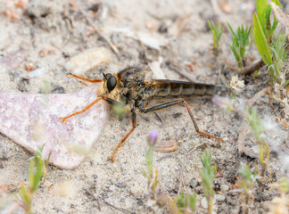 Obraz premium A Robber Fly in the Genus Stenopogon Perched on Ground in Wyoming