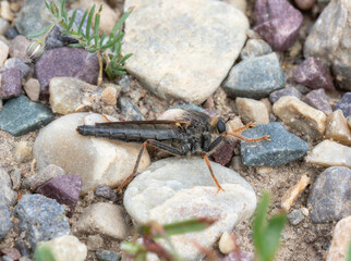 A Robber Fly in the Genus Stenopogon Perched on Rocks in Wyoming