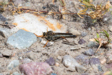A Robber Fly in the Genus Stenopogon Perched on Ground in Wyoming