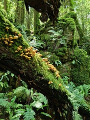 Shrums in the forest