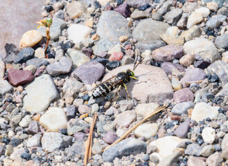 A Sand Wasp (Tribe Bembicini) On Rocky Ground In Wyoming