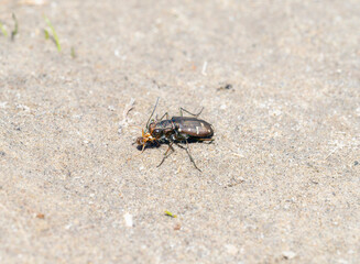 Western Tiger Beetle (Cicindela oregona) Eating Prey on Dry Wyoming Soil