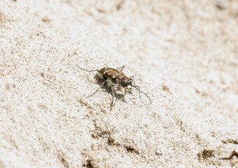 Western Tiger Beetle (Cicindela oregona) Feeding On Sand In Wyoming