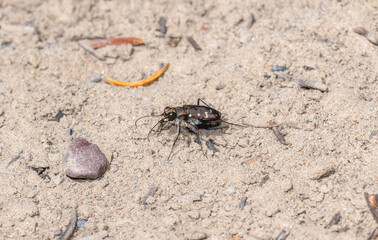 Western Tiger Beetle (Cicindela oregona) On Sand In Wyoming