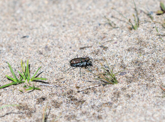 Western Tiger Beetle (Cicindela oregona) in Wyoming Sand