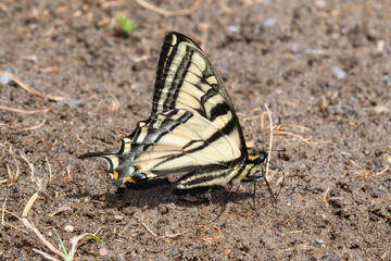 Western Tiger Swallowtail Butterfly (Papilio rutulus) Resting on Ground in Wyoming