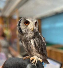 horned owl