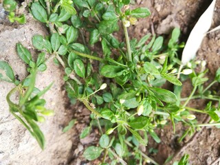 green plant in the garden