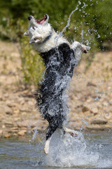 Border Collie breed dog playing in the water. Dog games. Purebred dogs. Pets. Summer photos with...