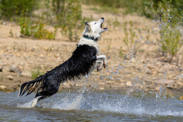 Border Collie breed dog playing in the water. Dog games. Purebred dogs. Pets. Summer photos with animals.