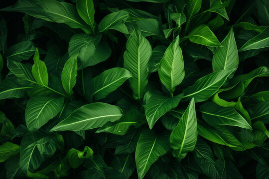 Background image of green folliage