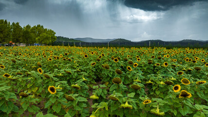 campo de girasoles en la sierra