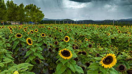 Campo de girasoles en la sierra