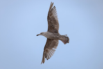Obraz premium Silbermöwe (Larus argentatus)