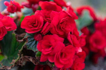 Vibrant Red Begonia Flowers in Full Bloom Isolated on White Background