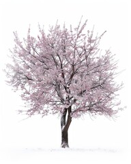 Fototapeta premium Single Black Cherry tree, covered in snow, against a white background