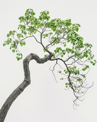 A single catalpa tree branch with green leaves against a white background
