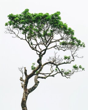 A lone Narra tree with green leaves stands against a white background