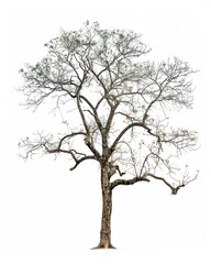 Obraz premium A solitary tree with bare branches, isolated on a white background