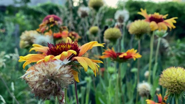 asters. gaillardia flowers. summer flowers.