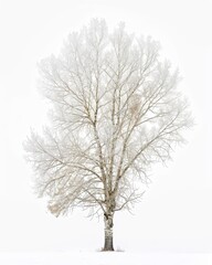 Obraz premium A solitary tree covered in frost against a white background