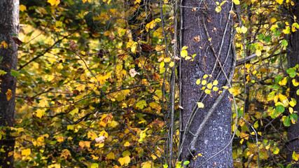 Stunning Colors of Autumn Hidden Deep in the Green Forest