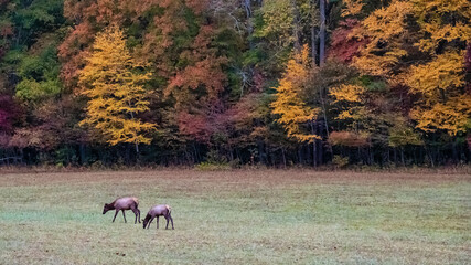 Herd of Elk Grazing Quietly on a Beautiful Autumn Morning