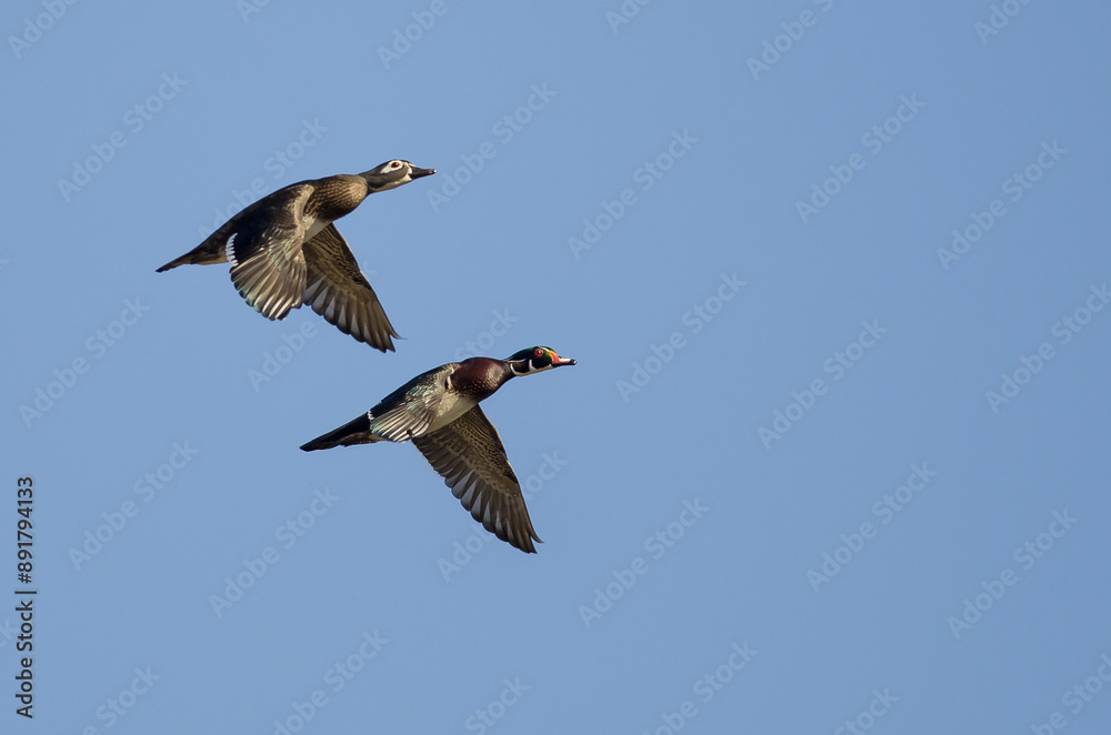 Canvas Prints Pair of Wood Ducks Flying in a Blue Sky