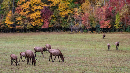 Herd of Elk Grazing Quietly on a Beautiful Autumn Morning