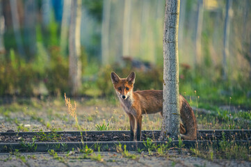 Rotfuchs in der Goldenen Stunde in Berlin