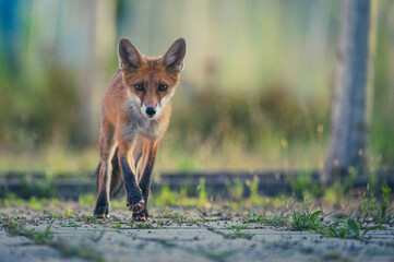 Rotfuchs in der Goldenen Stunde in Berlin