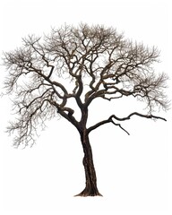 Obraz premium A lone zebrawood tree reaches towards the sky
